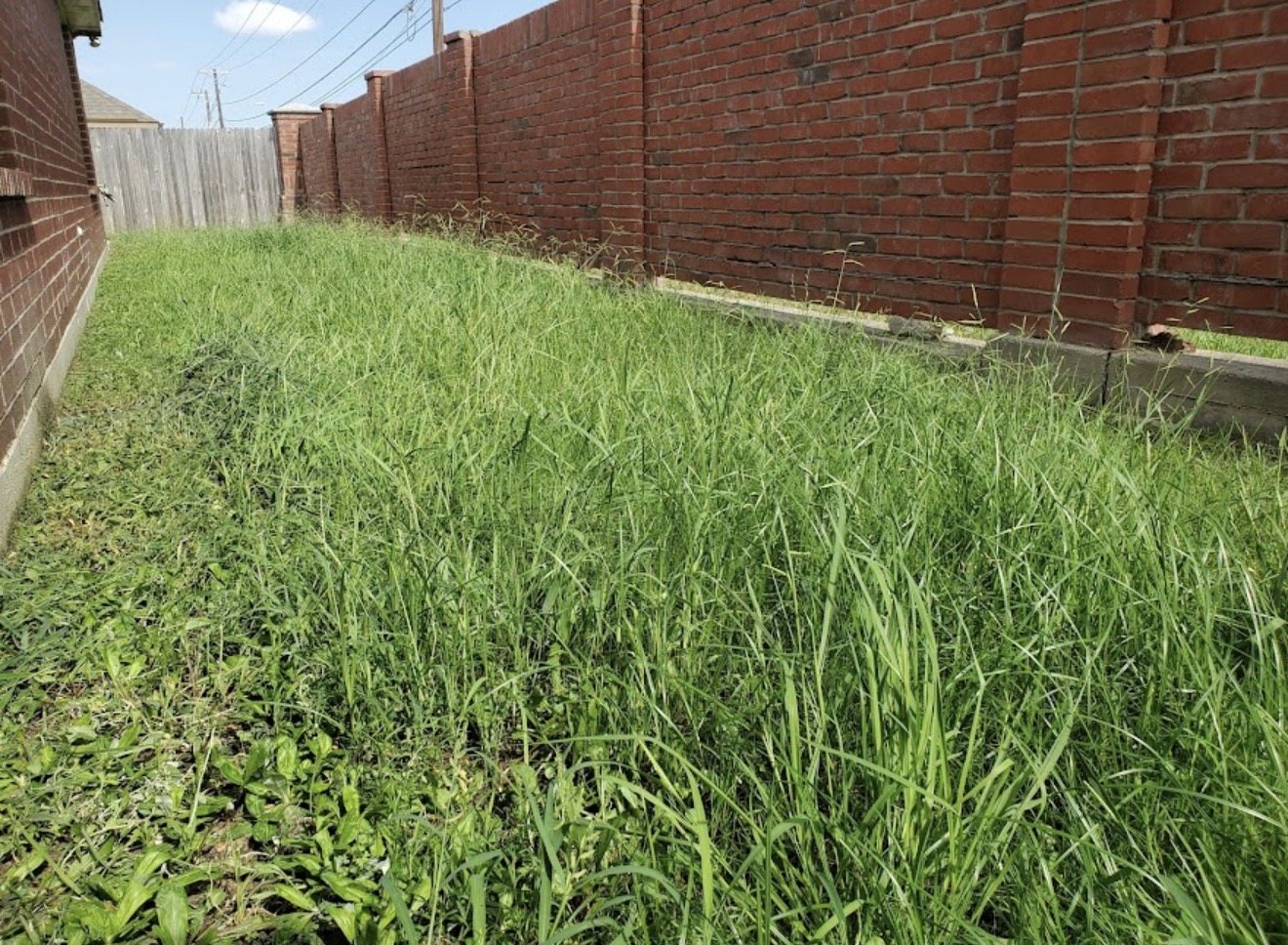 Overgrown side yard before cleanup