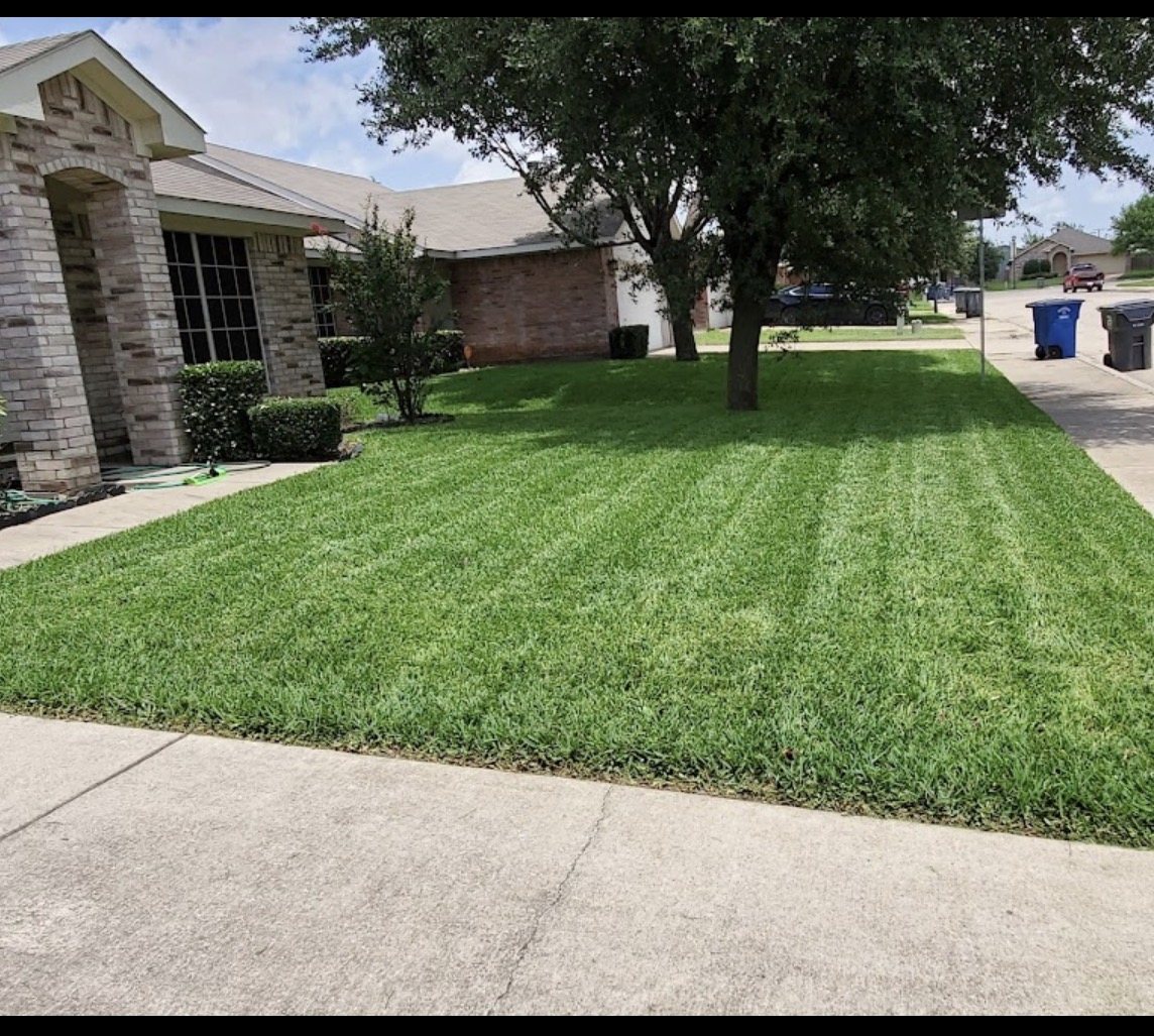 Freshly mowed and edged residential lawn